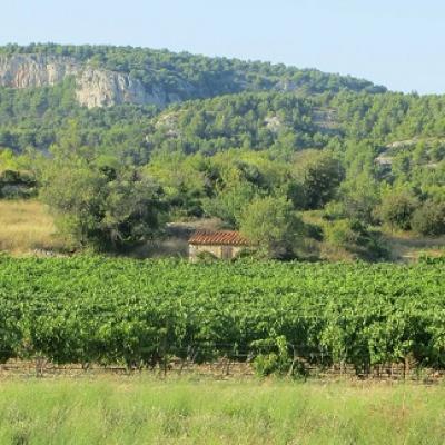 French lesson and wine discovery in Languedoc Occitanie