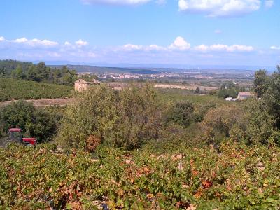 Learn french and discover wine of languedoc