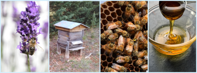 Beekeeper in Corbières